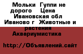 Мольки  Гуппи не  дорого. › Цена ­ 40 - Ивановская обл., Иваново г. Животные и растения » Аквариумистика   